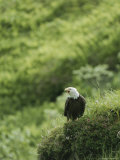 An American Bald Eagle on a Grassy Hillside