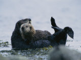 Sea Otter Cradling Her Pup in a Kelp Bed Off of Adak Island