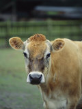 Close View of a Cow