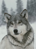 Portrait of a Beautiful Gray Wolf  Canis Lupus  in the Snow