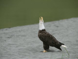 An American Bald Eagle Throws Its Head Back in a Call