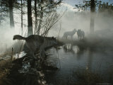 Group of Gray Wolves  Canis Lupus  Pass By a Foggy Pond in a Forest
