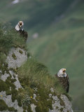 Pair of American Bald Eagles Calling From a Cliffside Perch