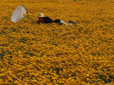 Botany Student Pursues Flies and Beetles in a Sea of Daisies