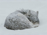 Gray Wolf  Canis Lupus  Curls Up in the Snow to Sleep
