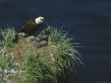An American Bald Eagle and Its Chicks in Their Clifftop Nest
