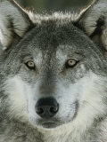 Close View of the Face of a Gray Wolf  Canis Lupus