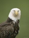 Portrait of an American Bald Eagle