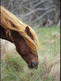 Grazing Wild Pony's Long Mane and Forelock Fall Across Its Eyes