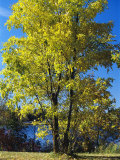 An Oak Tree in Early Fall Foliage Stands on the Edge of Falcon Lake
