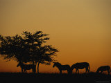 Group of Zebras Feeding at Dusk