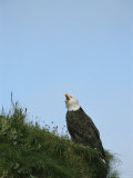 An American Bald Eagle Calls From a Grassy Hilltop