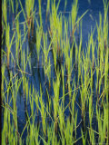 Close View of Water Grasses Growing in Erie National Wildlife Refuge