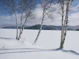 White Birch Trees on the Edge of Snow-Covered Lake Placid