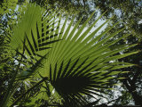 Patterned Shadows of Palmetto-Shaped Palms in Evening Light