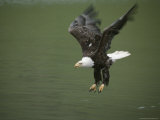 An American Bald Eagle Dives For a Fish