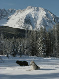 Couple of Gray Wolves  Canis Lupus  Enjoy a Snowy Mountain Meadow