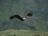 An American Bald Eagle in Flight