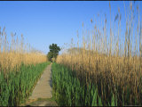 Wooden Nature Trail in the Marshland of Cape May Point State Park