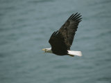 An American Bald Eagle in Flight