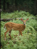 White-Tailed Fawn Stands in a Forest Blanketed in Ferns