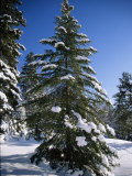 View of a Pine Tree Covered in Snow