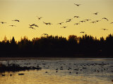 Flock of Geese Flies Over a Manitoba Lake at Sunset