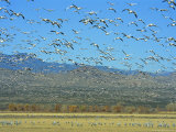 Sandhill Cranes and Snow Geese Take Flight Together