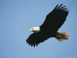 An American Bald Eagle in Flight