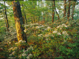 Mountain Laurel Blooming in a Hyner View State Park Forest