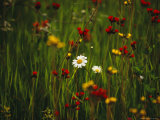 Red and Yellow Wildflowers Bloom Around a Wild Daisy