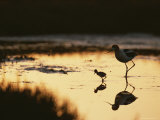 An American Avocet and Her Chick Wade in a Marsh at Sunrise