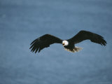An American Bald Eagle in Flight