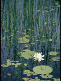 Flowering Water Lily in Black Moshannon State Park