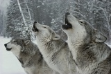 Trio of Gray Wolves  Canis Lupus  Howl in Unison