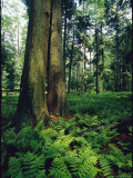 Ferns Blanket the Floor of an Old Growth Hemlock Forest