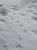 Gray Wolf  Canis Lupus  Tracks Head Across a Snowy Field