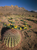 Cactus and Wildflowers in Dripping Springs Natural Area