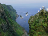 Kittiwakes on High Cliffs and in the Air Along Alaska's Rugged Coast