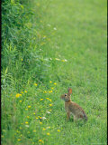 Cottontail Rabbit in an Allegany State Park Field