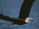 Bald Eagle in Flight After Catching Fish