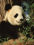 Close View of a Panda Eating Bamboo