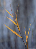 Close View of a Stalk of Grass in Grass River Provincial Park