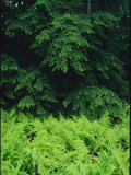 Lush Green Ferns and Pine Branches in Allegheny National Forest
