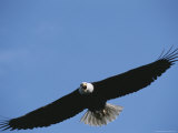 An American Bald Eagle in Flight