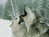 An Alpha Male Gray Wolf  Canis Lupus  Howls and the Beta Submits