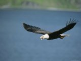 An American Bald Eagle in Flight