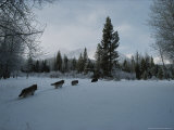 Group of Gray Wolves  Canis Lupus  Follow a Trail Through the Snow