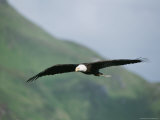 An American Bald Eagle in Flight