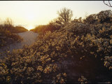 The Late Afternoon Sun Casts a Golden Glow Over a Scrub-Covered Dune
